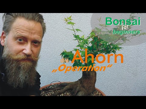 #bonsai : die Ahorn "Operation"