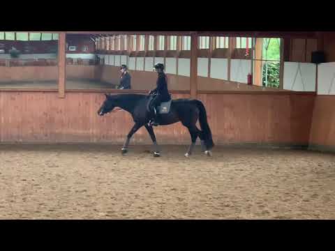 Work in progress! Meine 6 jährige Stute Faible macht riesen Fortschritte