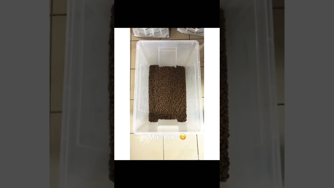 Mixed Cat Food Royal Canin Regular Fit with Hair & Skin #shorts #kucing #royalcanin #cats