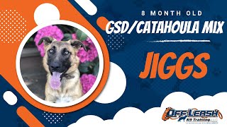 Download Lagu Best German Shepherd Dog/Catahoula Training | Central Coast, CA | Jiggs Thumbnail