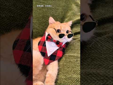 Si Oyen ternyata Kucing sultan 🙀