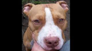 Diesel &amp; The Little Brown Sparrow