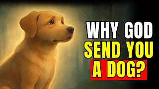 WHY GOD PUT A DOG IN YOUR LIFE