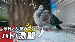 【ハト】守れ！きれいなバルコニー！