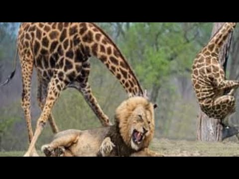 Lion Hunting Fail Giraffe | Wild Life Encounter
