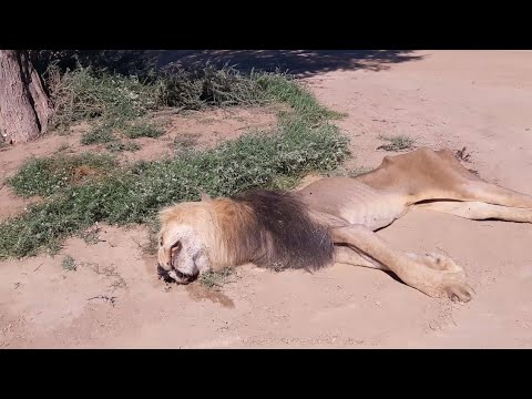 WARNING NOT FOR THE SENSITIVE 4  Day's footage of a dying male lion | Kgalagadi Transfrontier Park