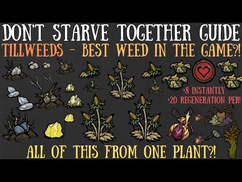 Don't Starve Together Guide: Tillweeds - Best Weed In The Game?!