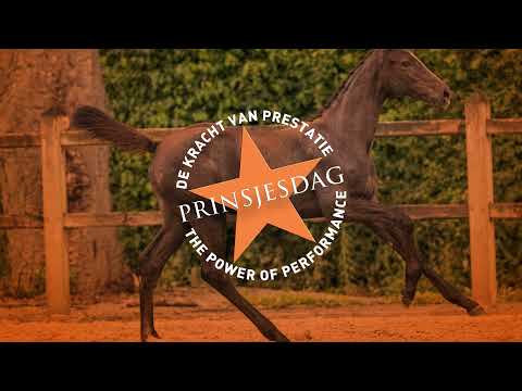 S12 Ranomi (Conthargos x Nabab de Rêve x Corrado I)