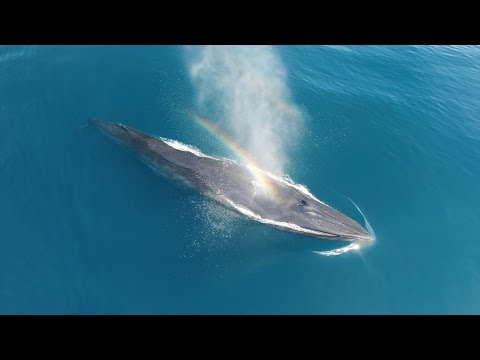 Rare bryde's whale in California (2016)