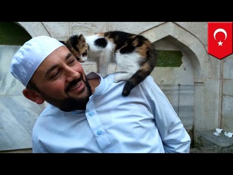 Cat videos: Imam Mustafa Efe welcomes stray cats into the Aziz Mahmud Hüdayi Mosque - TomoNews