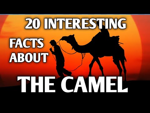 Top 20 Interesting facts about the Camel | Animal Facts | Camel