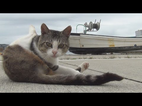東日本大震災シリーズ108　石巻市の離島　猫島・田代島