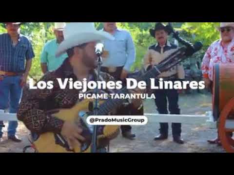 Picame Tarantula LOS VIEJONES DE LINARES