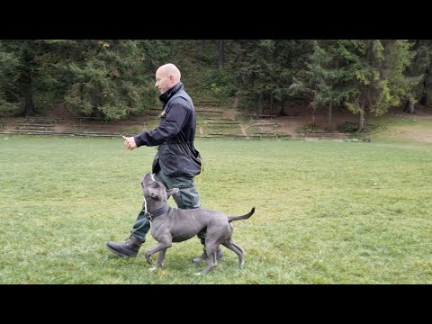 OBEDIENCE WITH AMSTAFF PABLO HOW TO HEEL PITBULL TRAINING