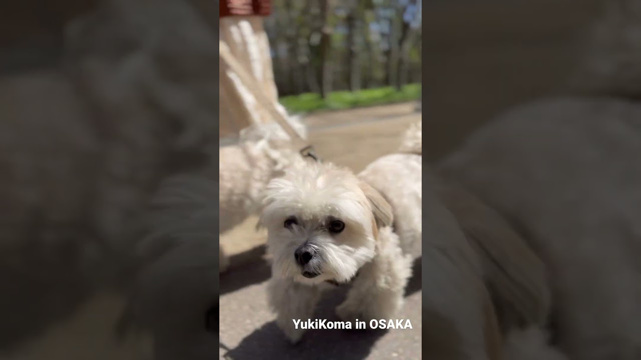 ゆきちとこまちと大阪城公園をおさんぽ🐶🐾