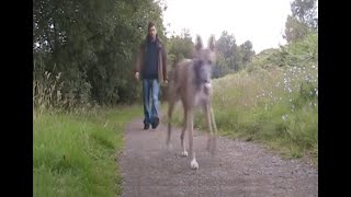 preview picture of video 'Walking my whippet dog in the Scottish countryside'