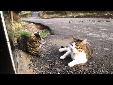 Two alpha cats' trash talk