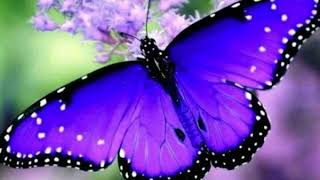 08 Väikene liblikas