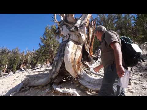 image-What is unique about the bristlecone pine?