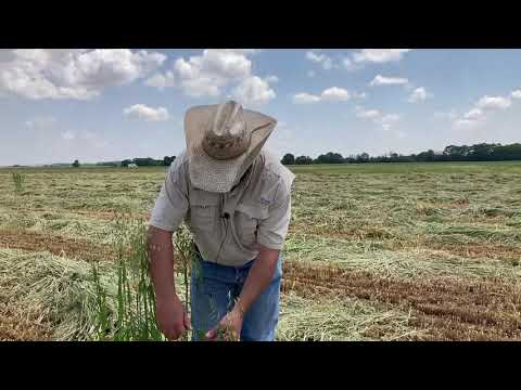 Oats variety and time of harvesting for baleage production