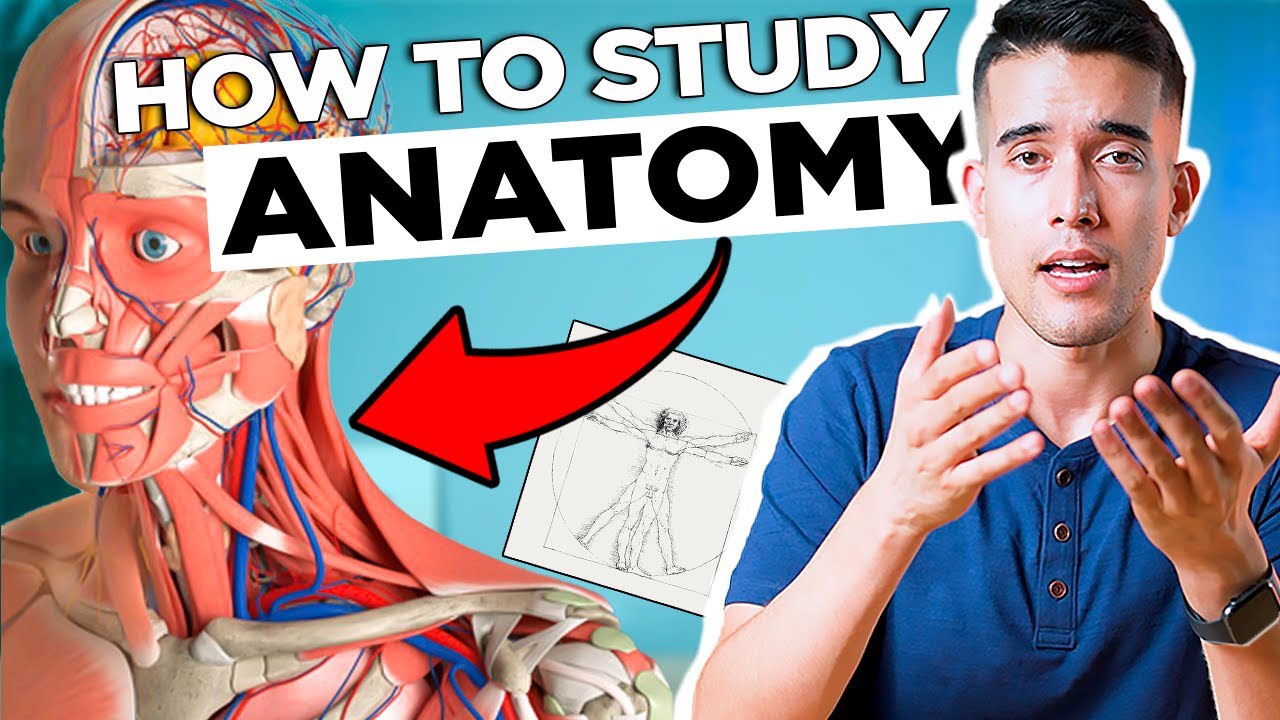How to Study Anatomy (in Medical School)
