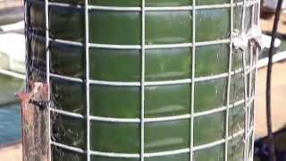 Algae could boost livestock productivity