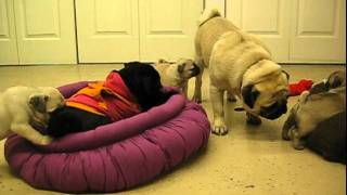 preview picture of video 'Pug puppies playing in Saugus MA'