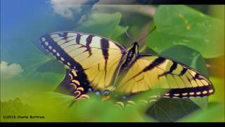 Fred Eaglesmith - &quot;Crashin&#39; &amp; Burnin&#39; &quot;