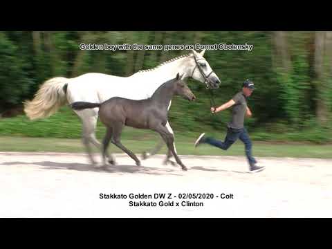 Stakkato Golden DW Z