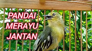 Download lagu SIRTU BETINA GACOR PANDAI MERAYU JANTAN BOS mp3