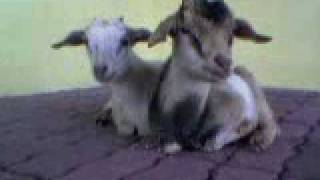 preview picture of video 'Sweet goats'