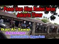 Jual Ikan Hias Air Tawar Jakarta Timur