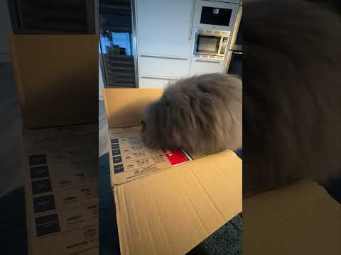 Eloise Playz and 2 more