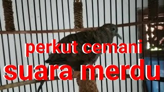 Download lagu perkutut cemani gacor,suara ngeristal,ampuh buat buat masteran mp3