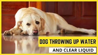 Dog Throwing Up Water And Clear Liquid🐶Causes and Remedies