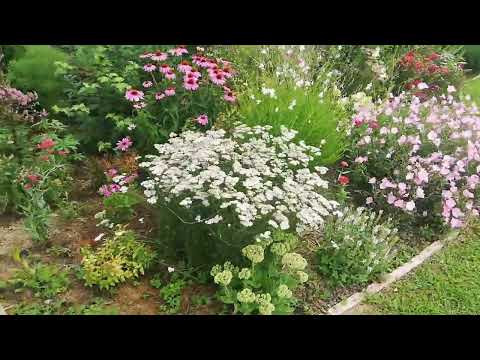 Az elmúlt 1,5 év tapasztalatai talajélet szempontjából (komposzthagyó mulcsozás, geotextíl nélkül)