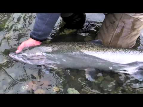 Northern California Winter Steelhead Fly Fishing Highlights