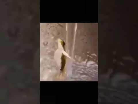 The strongest Frog Dancer?!