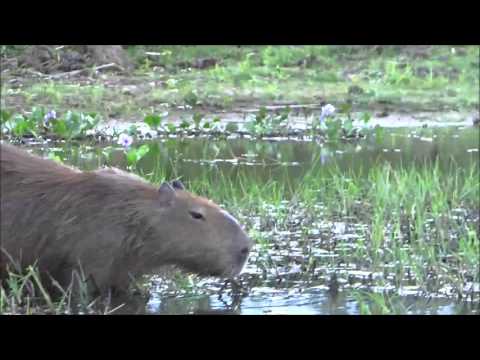 Capybara family enjoying lunch in the Ibera Wetlands, Argentina