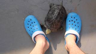 13歳になったクサガメ