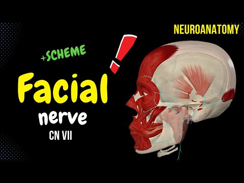 CN 7: Facial Nerve (Scheme, Pathway, Clinical Relevance) | Neuroanatomy
