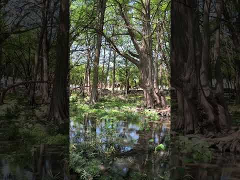 Parque Nacional "El Sabinal" 🌳