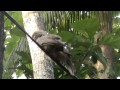 Midiyala Bird Yellow Billed Babbler