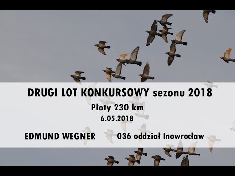 EDMUND WEGNER - gołębie pocztowe - DRUGI LOT sezon 2018 - Płoty