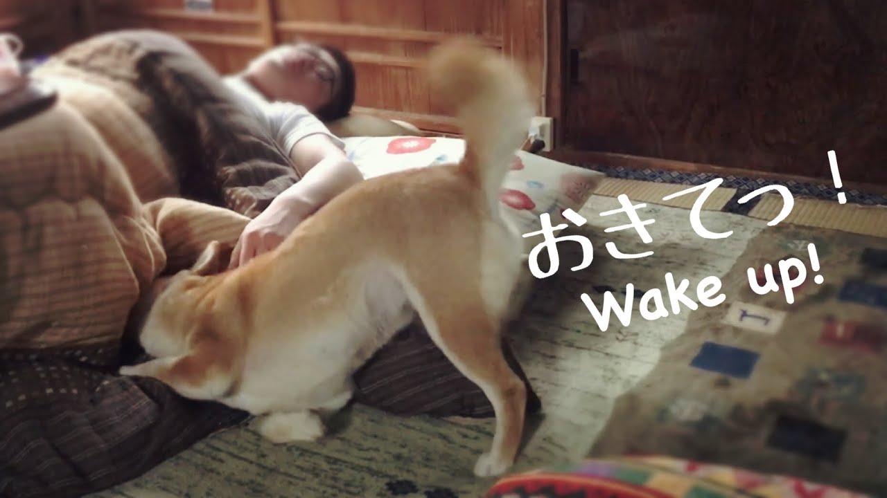 パパを起こしてって頼まれたのにパパに寝返る柴犬 Let dad up!