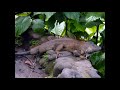 ABC Zoo Animals Sing Along