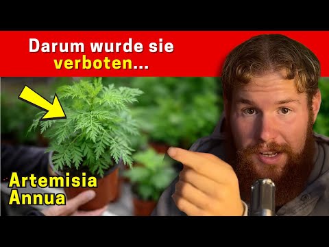 The forbidden medicinal plant Artemisia Annua...(recommended dosage, areas of application)