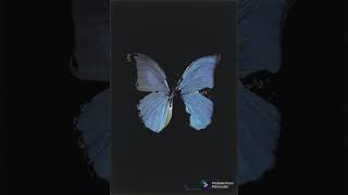 Louise Attaque  -「Du Monde Tuot Autour」(Audio)