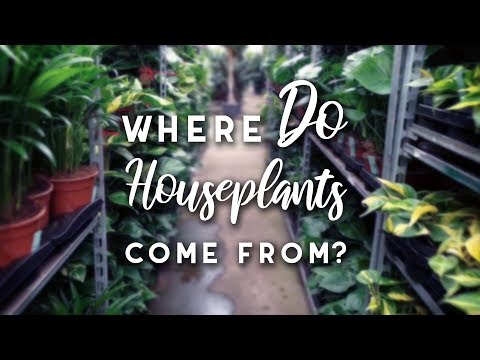 Where DO your Houseplants come from? | Netherlands Wholesaler Houseplant Tour | Spring 2019