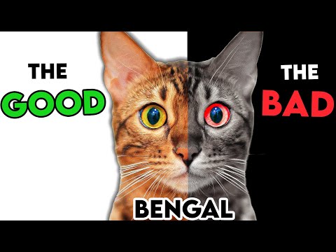 YouTube video about: Can bengal cats be declawed?